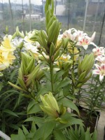 [1753 Doubleen No01.JPG]